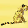 Greykitty cheetah project