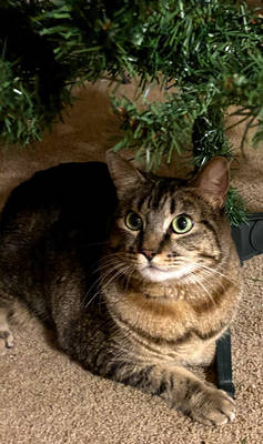 Christmas Tree Lover