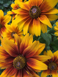 Coneflower