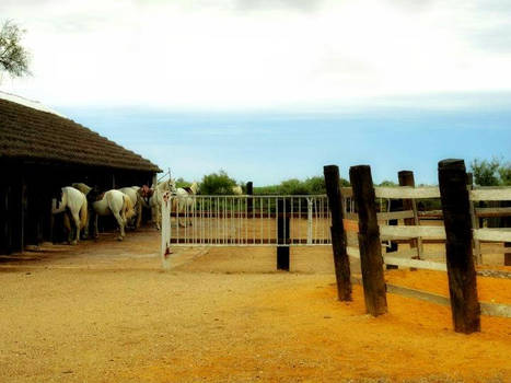 French Horses