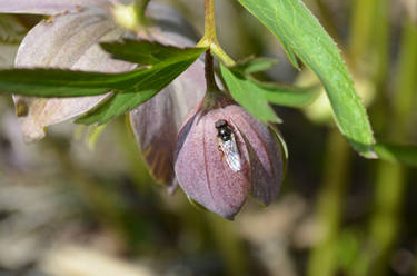 Hellebore