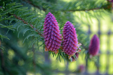 Pink tree cones