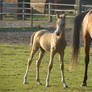 foal stock 3