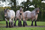 Big draft horses stock by horse-power