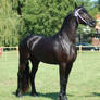 Friesian 9