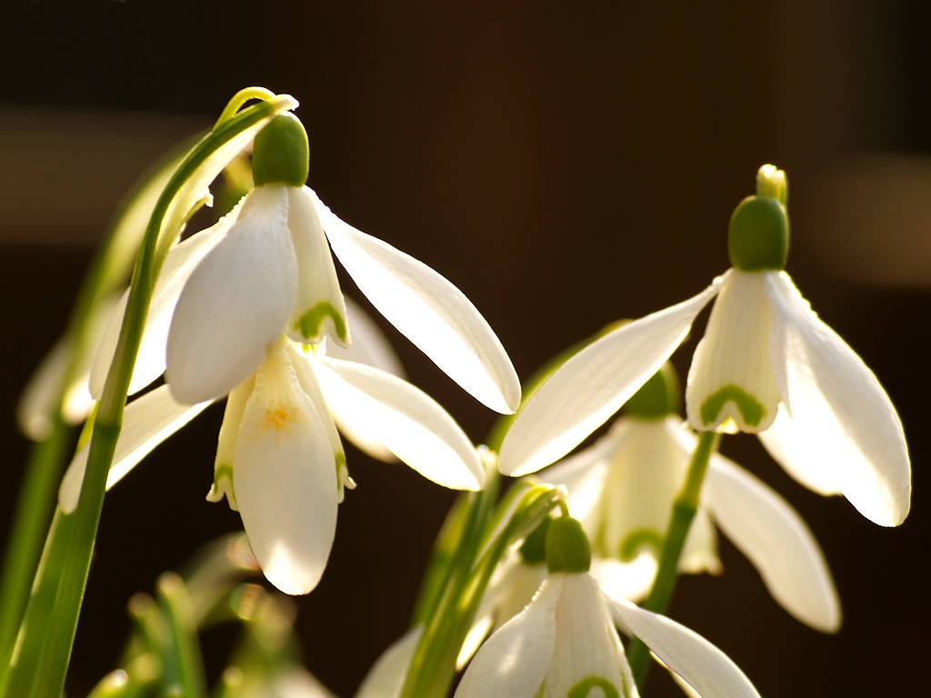 Snowdrops 4