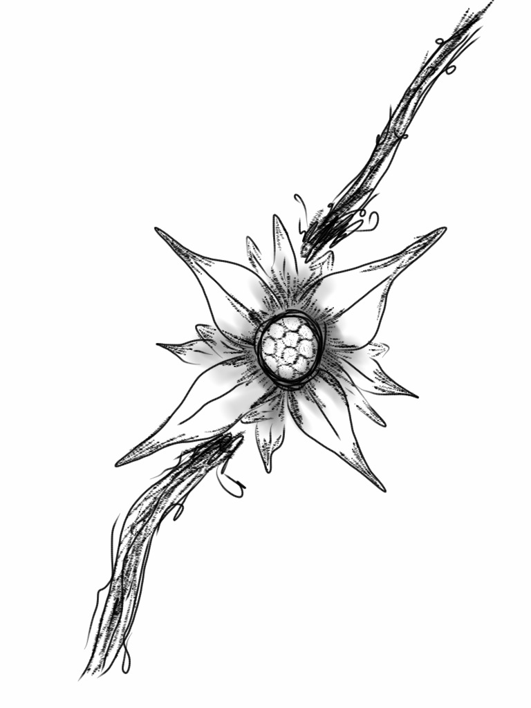 Edelweiss Tattoo Design 1 By Davwin On