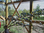 The Budgie Cage by Boshart-molder