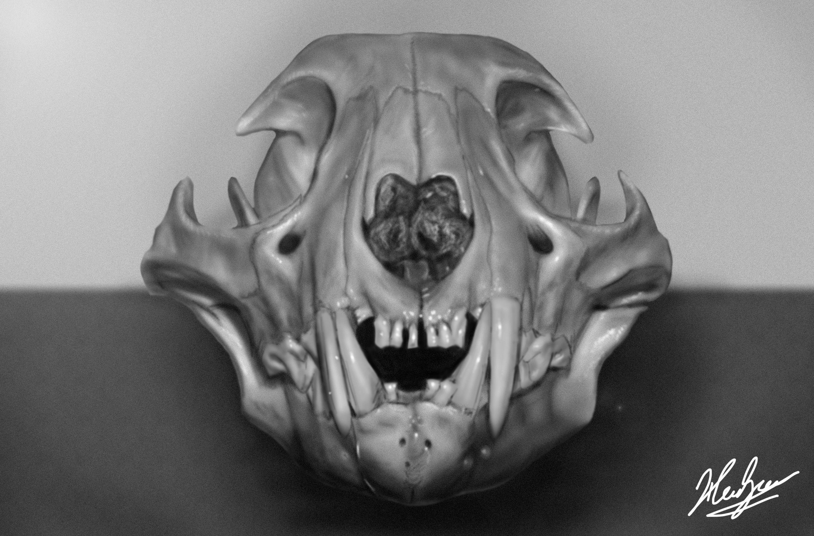 Bobcat Skull Drawing