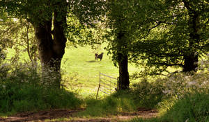 Crazy black cow running free