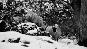 C21st Ireland sheep farming 1