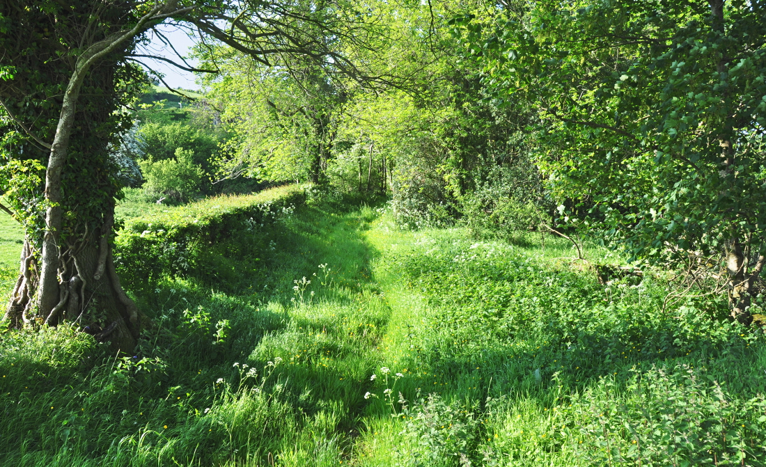 The grass on a summers day UPDATED