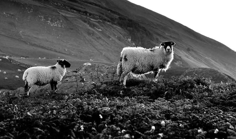 Torr Head Sheep