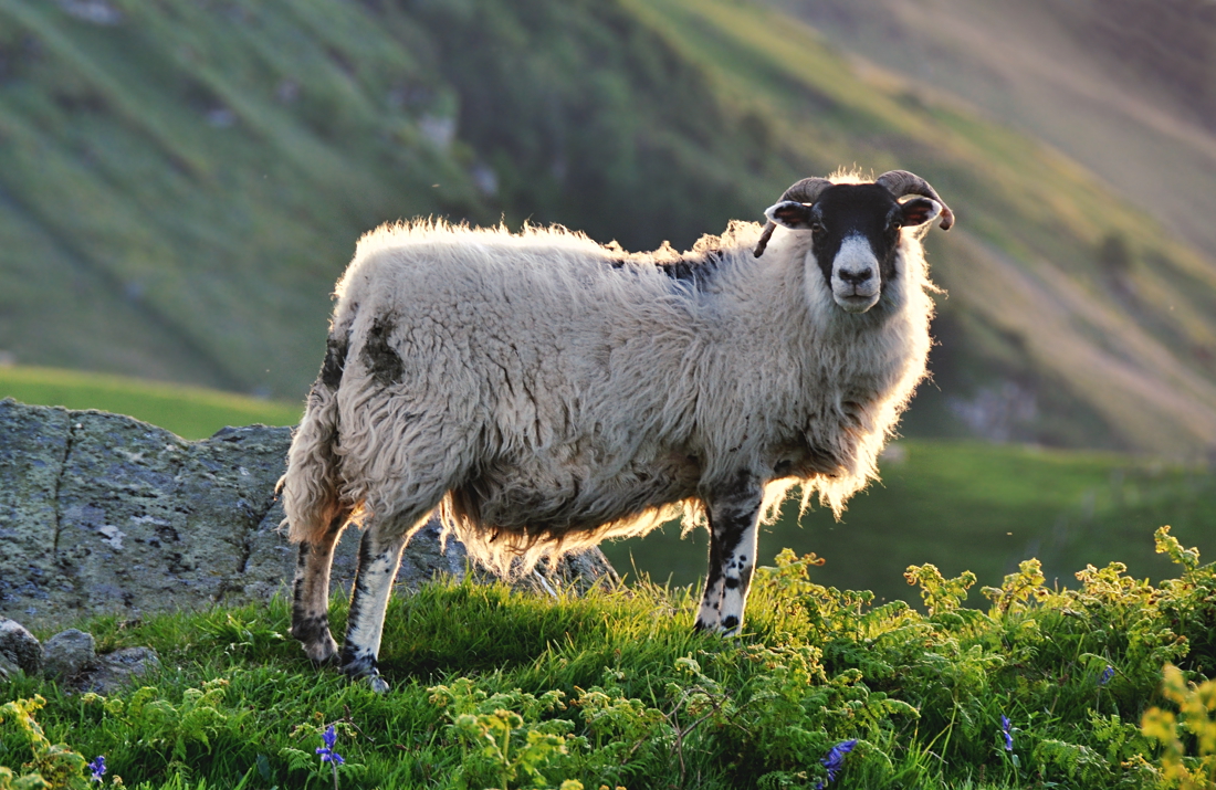 Torr Head Sheep II UPDATE