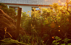 From the Jungle