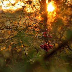 Barnagaw Golden hour XI