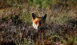 He spotted a sleeping fox