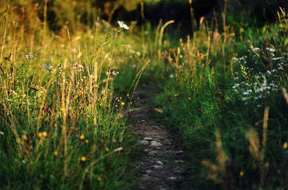 Country Path