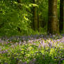 Garvagh Forest bluebells I