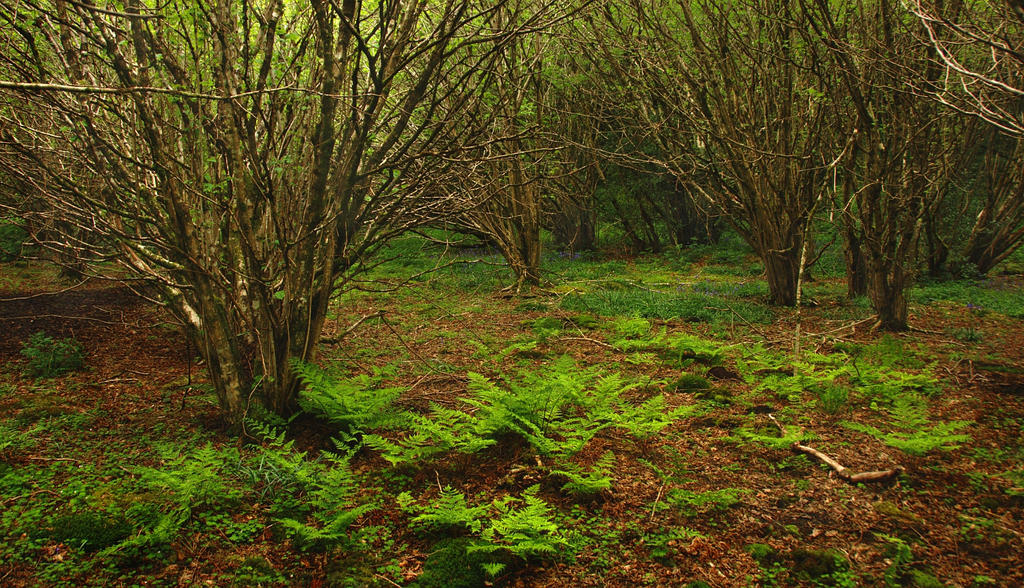 Drumlamph Wood, Spring V