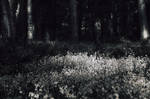 Garvagh Forest Bluebells VII by younghappy