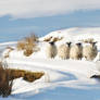 Sheep in the Snow 2