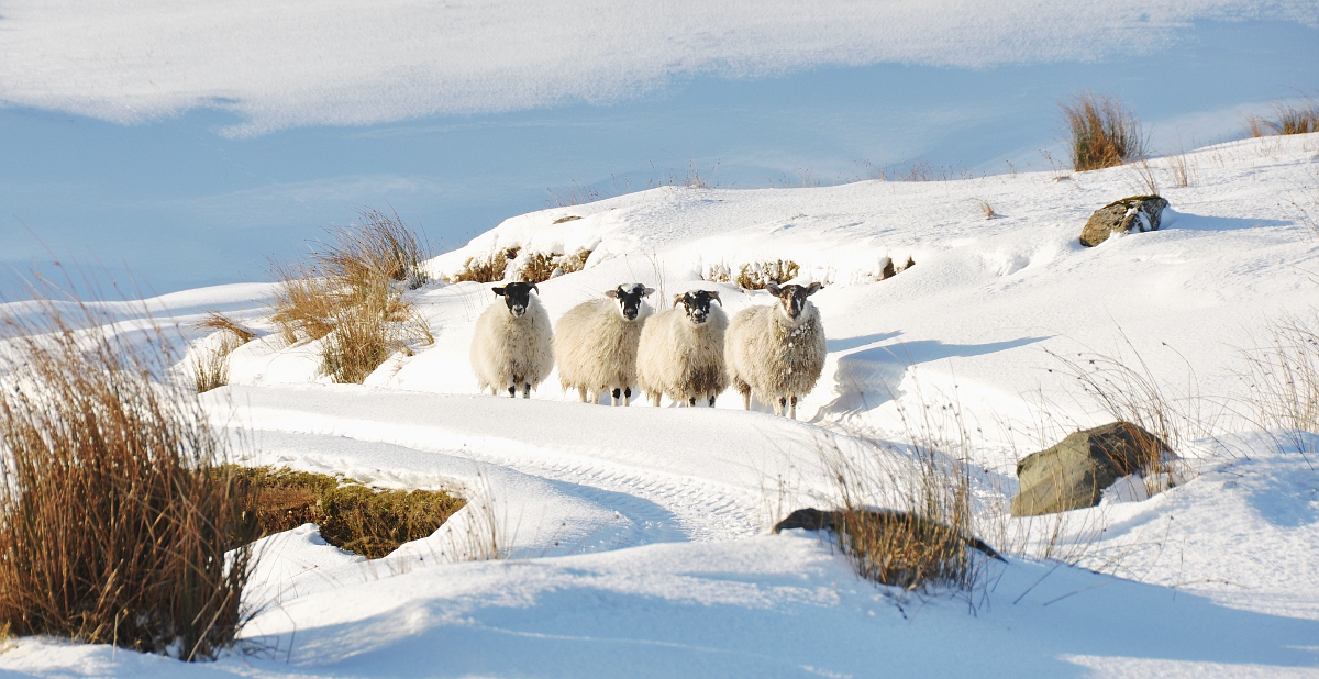 Sheep in the Snow 2