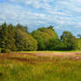 Ashlamaduff summer grasses, Ireland