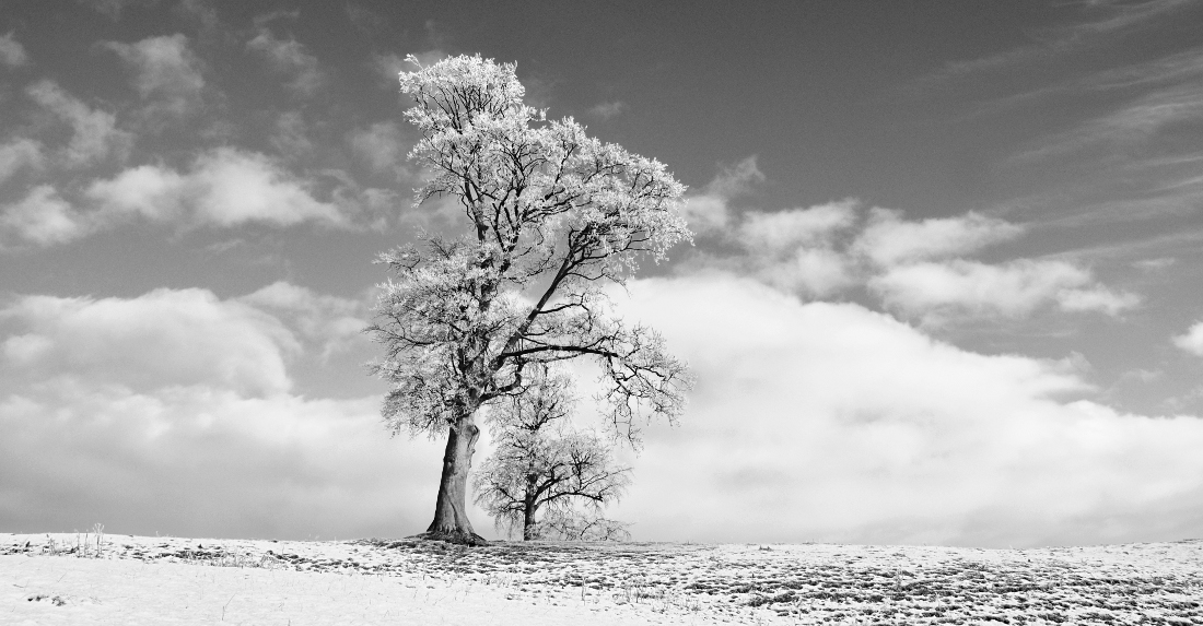 Tree in Winter, Kilrea, Northern Ireland