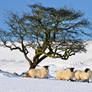 Sheep in the Snow 3