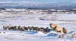 Sheep in the Snow, Ireland II by younghappy