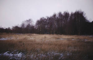Barnagaw bog mid-winter IV