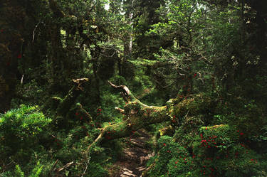 Parque Nacional Hornopiren, Patagonia, Chile