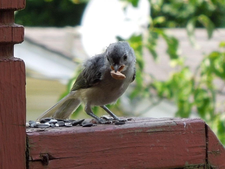 Baby bird eating seeds