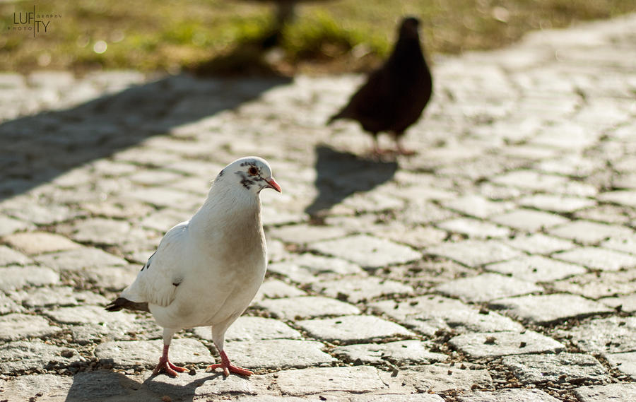 White Pigeon