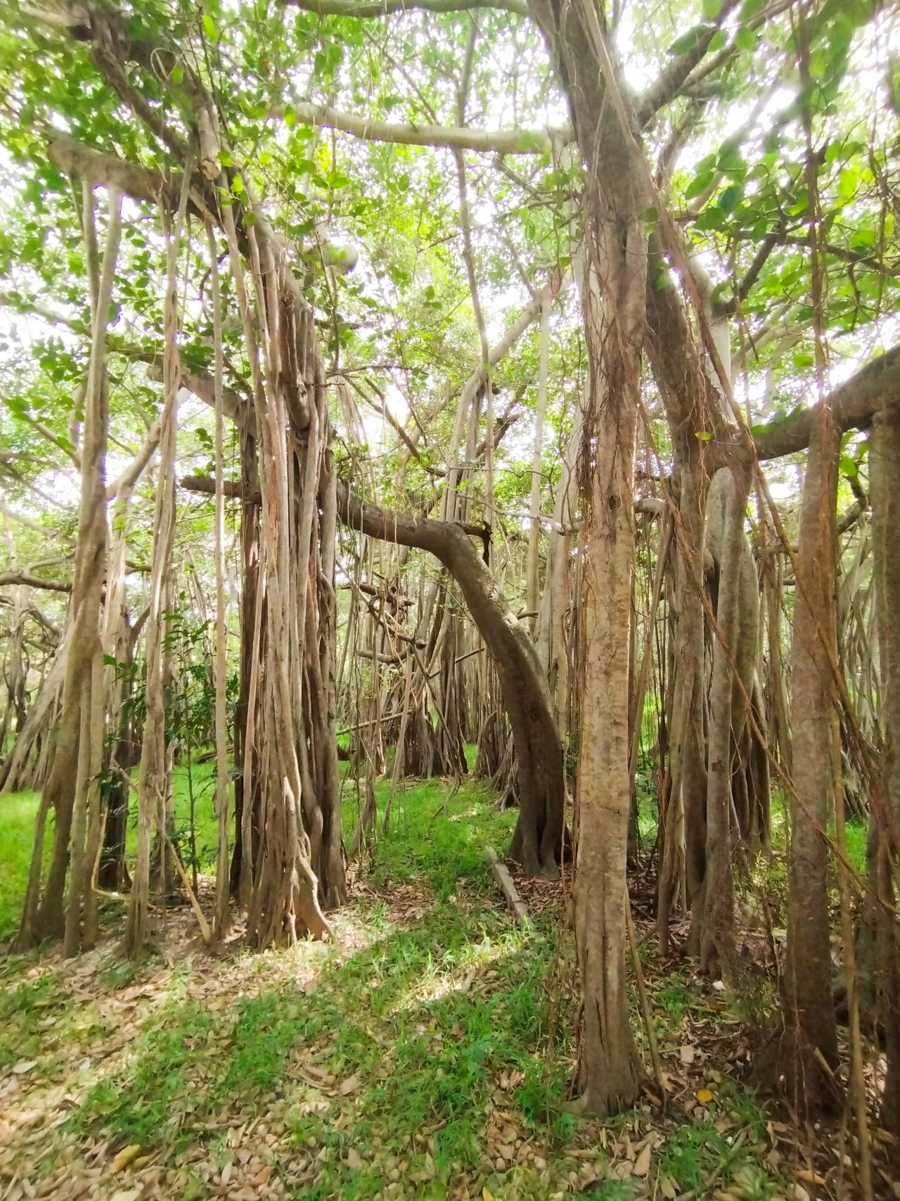 Banyan tree by Mythiana on DeviantArt