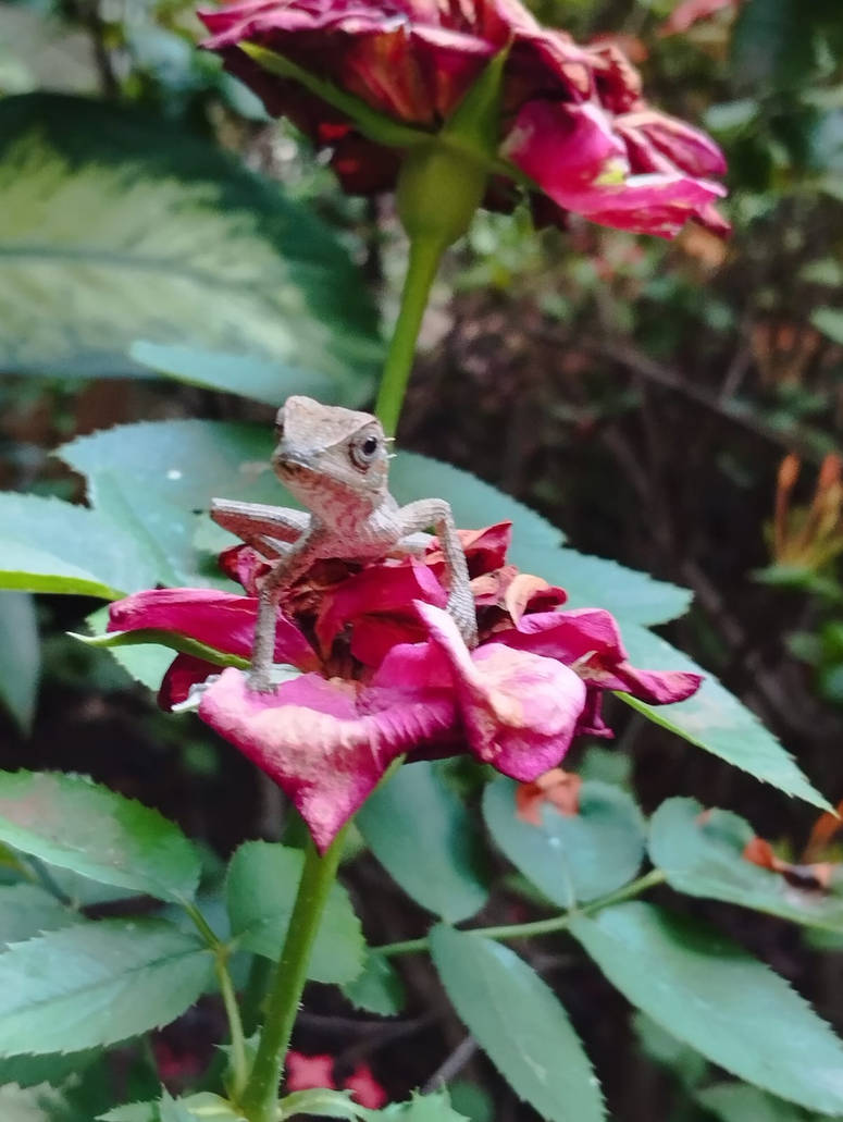 Lizard Witho Roses Just a Lizard on His Royal Rose Throne by Mythiana on DeviantArt