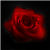 free red rose icon