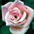 Pink rose icon