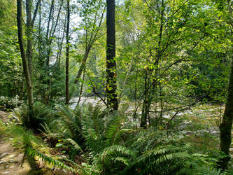 Coquitlam River and Forest