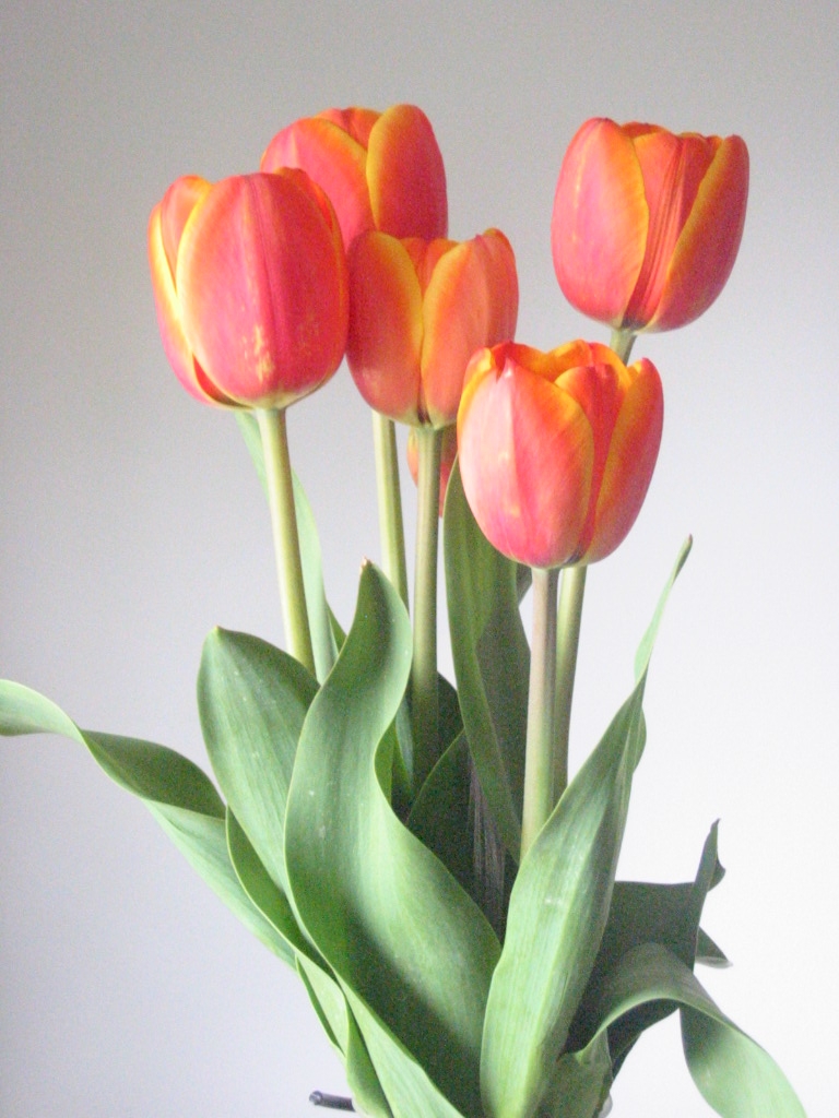 Orange Tulips III -stock-