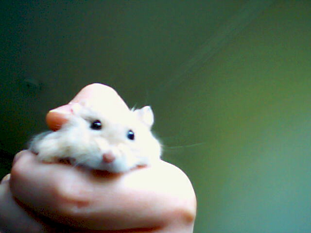 Bisket the Hamster