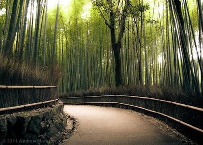 Wide Paths and Grand Bamboo