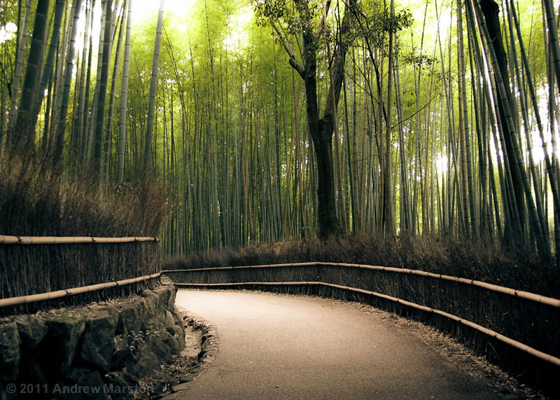 Wide Paths and Grand Bamboo by AndrewMarston