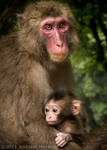 Monkey Mtn: Mother and Child by AndrewMarston