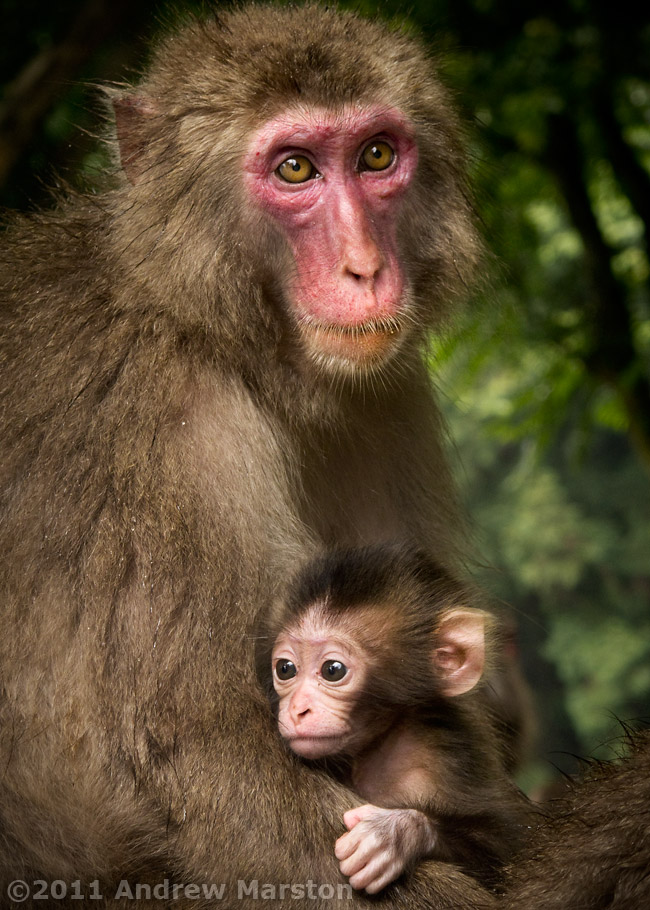 Monkey Mtn: Mother and Child