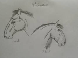 Kladruber horse