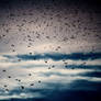 The day of raining birds..