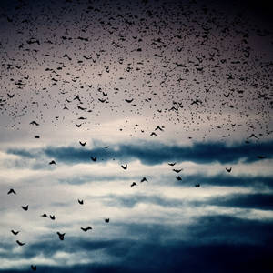 The day of raining birds.. by tuminka