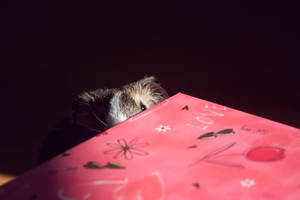 hide and seek